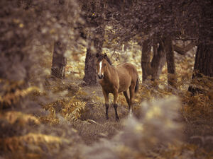 Wild Horse