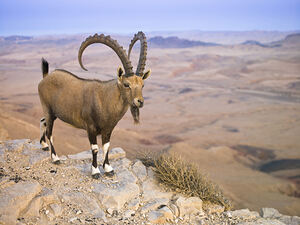 Ibex on cliff