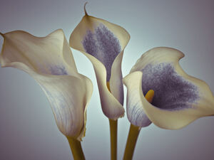 Three white Calla Lilies