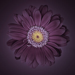 Gerbera daisy