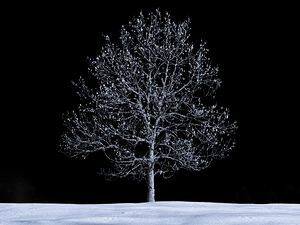 Snowy Tree Winter