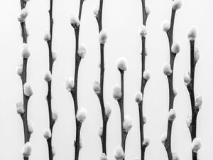 Pussy Willow