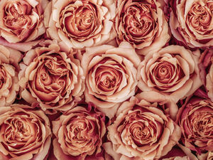 Radiant Roses