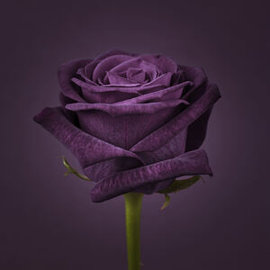 Royal Beauty