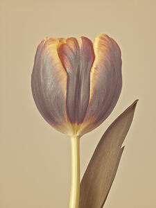 Single Tulip