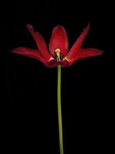Moneymaker Tulip