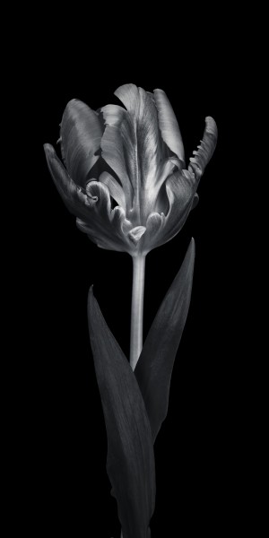 Rcoco tulip, side view