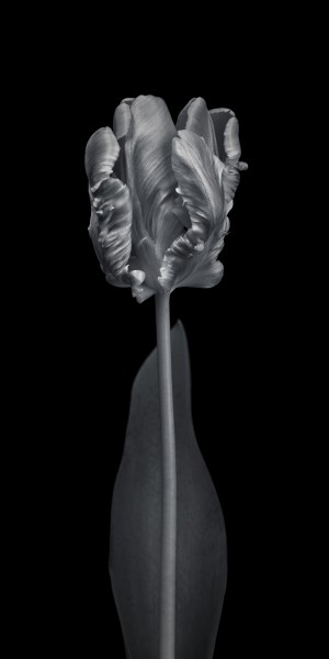 Rcoco tulip, side view