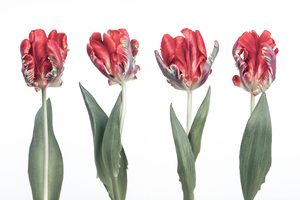 Rococo Tulips
