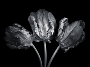 Three rococo tulips close-up