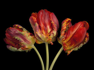 Rococo Tulips