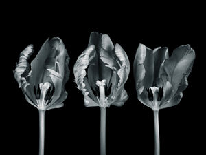 Three Rococo Tulip Flowers