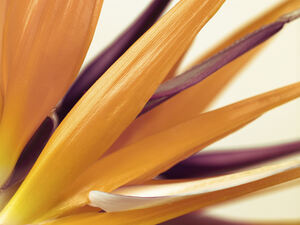Heliconia flower