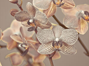 Orchids