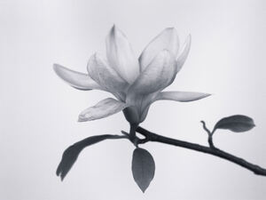 Monochrome Magnolia