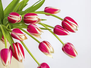 Red Tulips