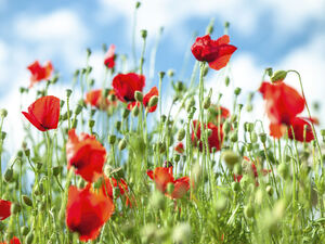 Poppy flowers