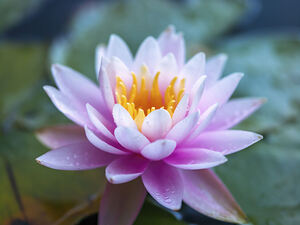 Gentle Grace