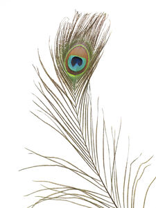 Single Peacock feather