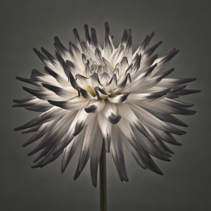 Dahlia Flower
