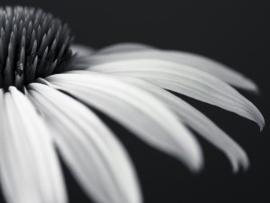 Coneflower close-up