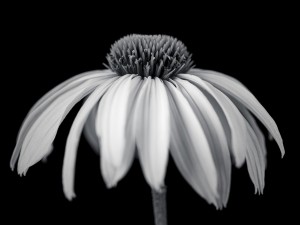 Coneflower close-up