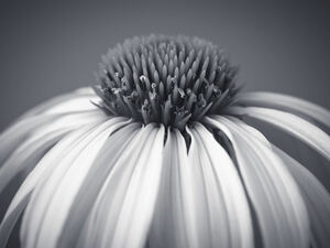 Coneflower