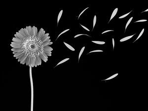 Flying Gerbera