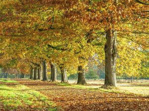 Autumns Avenues