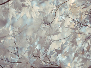 Autumn Leaves