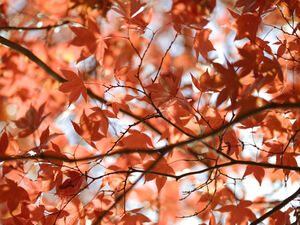 Vibrant Autumn Leaves