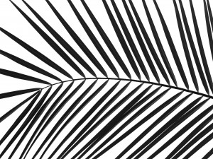 Palm tree leaf on white background