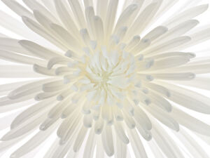 Chrysanthemums flower