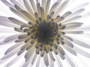 Chrysanthemums