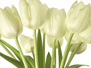 Bunch of Tulips