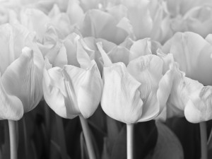 Bunch of Tulips close-up