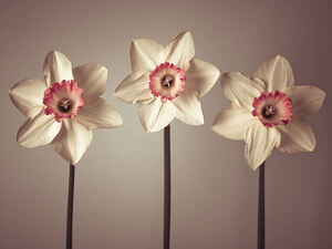 Daffodils