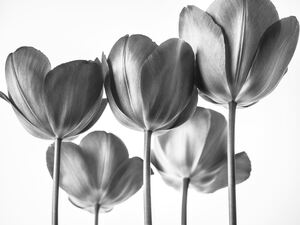 Elegance in Monochrome