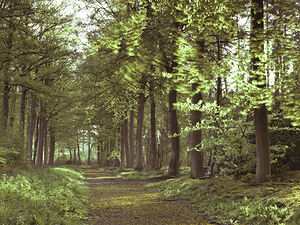 Forest Path