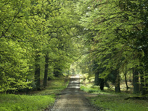 Flourishing Path