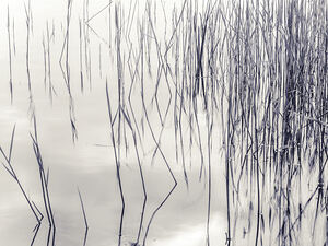 Lake Reflections