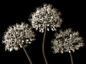 Three Alliums