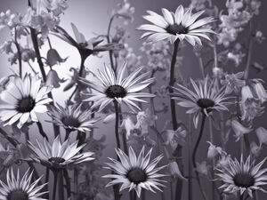 Meadow Flowers