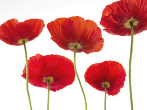 The Dance of Five Poppies