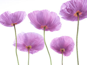 Fresh Poppies
