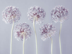 Allium Extravaganza