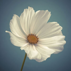 Cosmos flower