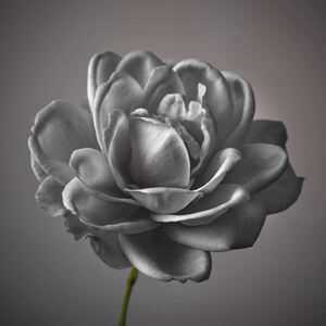 Monochrome Elegance