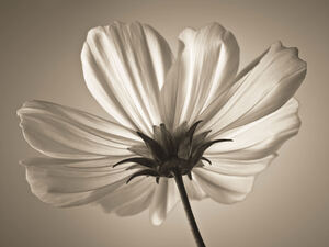 Allure of the Cosmos