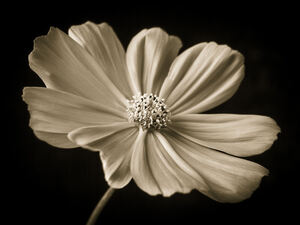 Cosmos flower